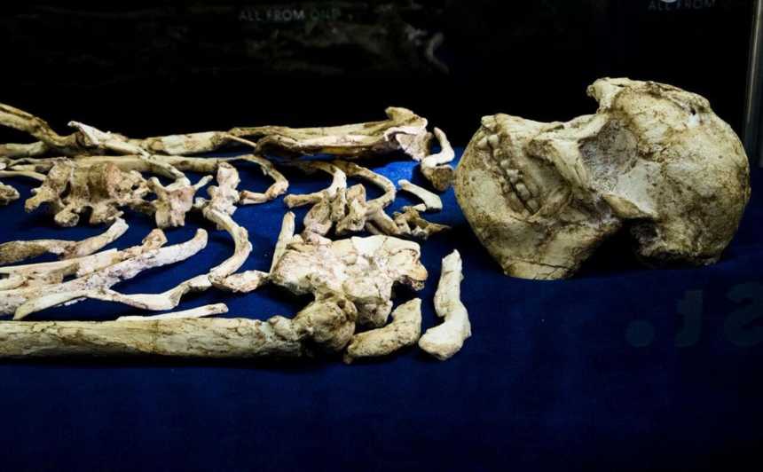 Little Foot's skeleton was first revealed in 2017.