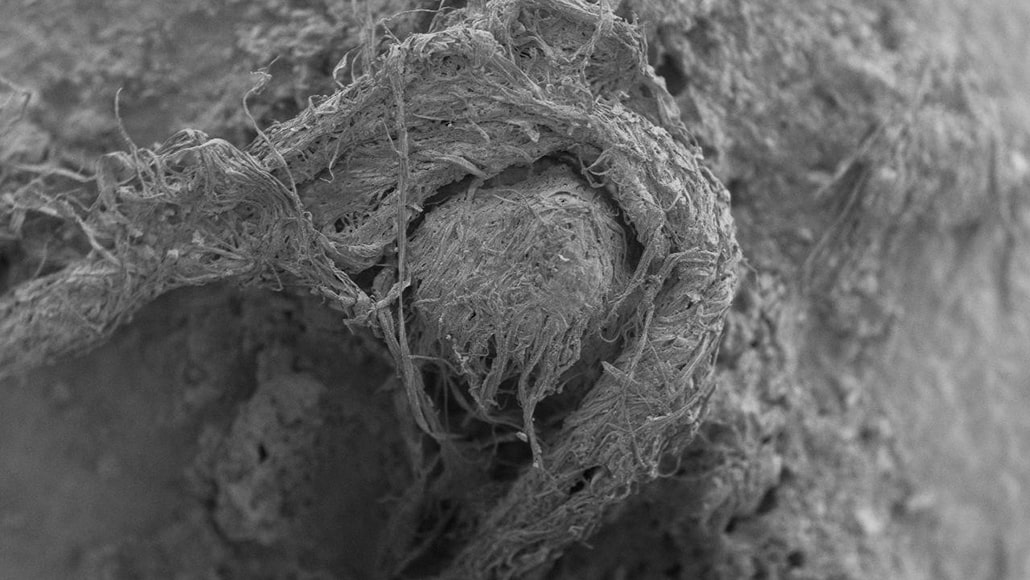 A scanning electron microscope photo shows a closeup view of fibers that were twisted into a string by Neandertals as early as 52,000 years ago. The ancient string fragment is about 6.2 millimeters long.