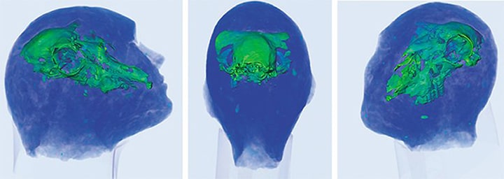 Mystery of unique 2,100-year-old human clay head - with a ram’s skull inside 1 Scans of the 'death mask' revealed a sheep skull inside